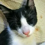 黒猫ジル氏