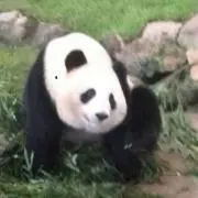 ろべの画像