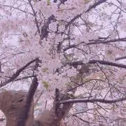 綾子