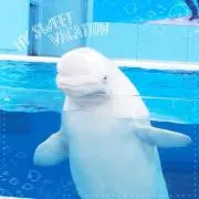 choco