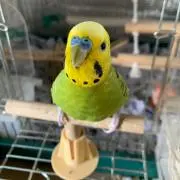 ルーイの画像