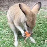 ERの画像