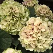はなりの画像