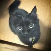 だーくろの画像