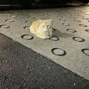 しゃけの画像