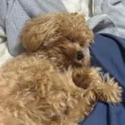 あきの画像
