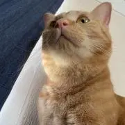 ジョニー・デッパの画像