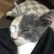 a.o.fの画像