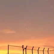 rnの画像