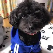 mocaの画像