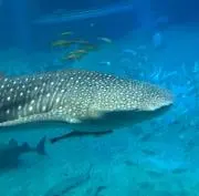 mofusandの画像