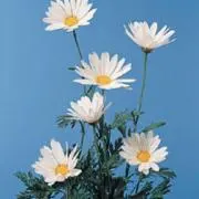 花音の画像