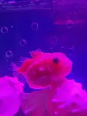 sweetomoの画像