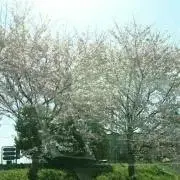 さくらの画像