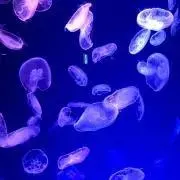 みいの画像