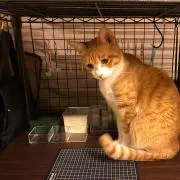 MU-RAの画像