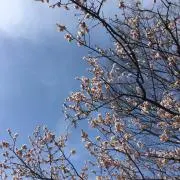 りんこ