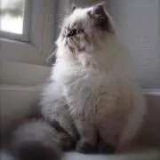 mon