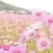 ann.の画像