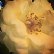 ぱだいくんの画像