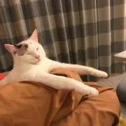 むむむの画像