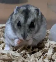 ゆき
