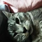 ミスターＴ