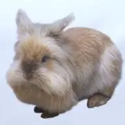 はぴはぴの画像