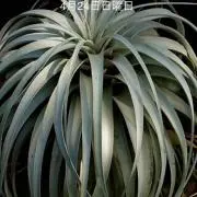 現品】アカシア・フロリバンダフェニックスゴールド 13号鉢 JS番