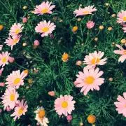 ぱにたんの画像