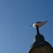 新見の画像