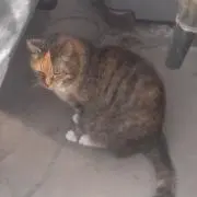 50ccの画像
