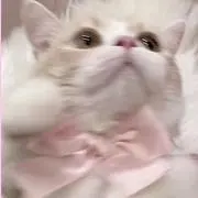 れあの画像