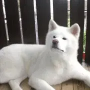 Saraの画像