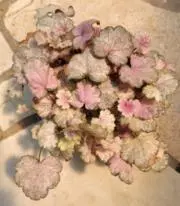 pisaの画像