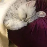 ♡プロフ必読♡みーにゃんの画像