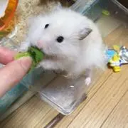 蒼の画像