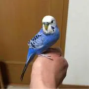 ☆バイキチ