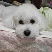 ピッチーの画像