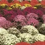 はゆの画像