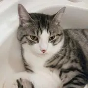 猫好き55