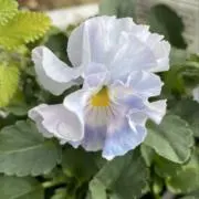 ことり