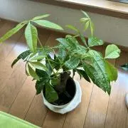 ゆきの画像