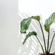 Rの画像