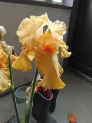 ルンルン桜の画像
