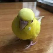 あっきーの画像