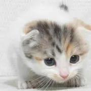 piko(プロフィールをお読み下さい)の画像