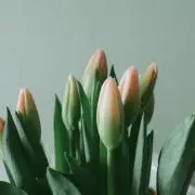 tecoiの画像