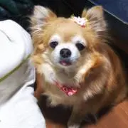 かな