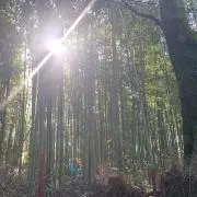 きのこの画像